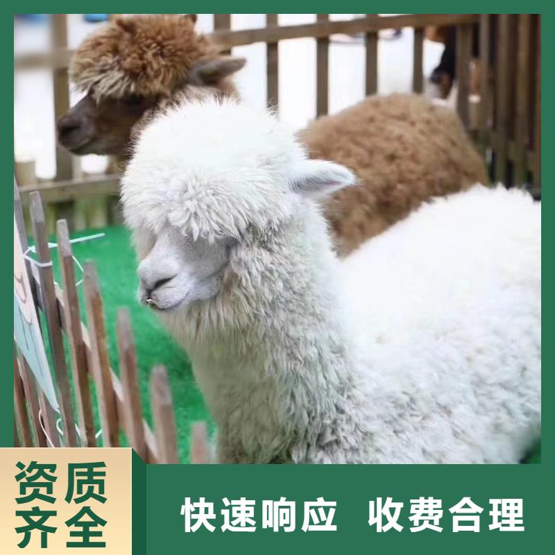 羊驼租赁公司实力厂家本地厂家
