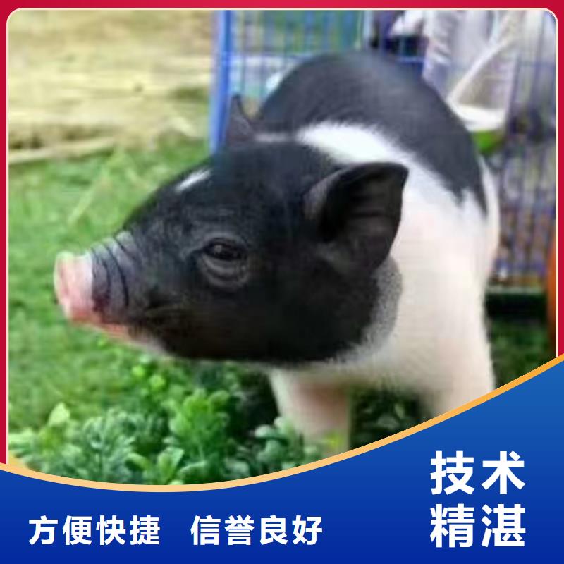 马戏团表演出租房地产活动当地生产商