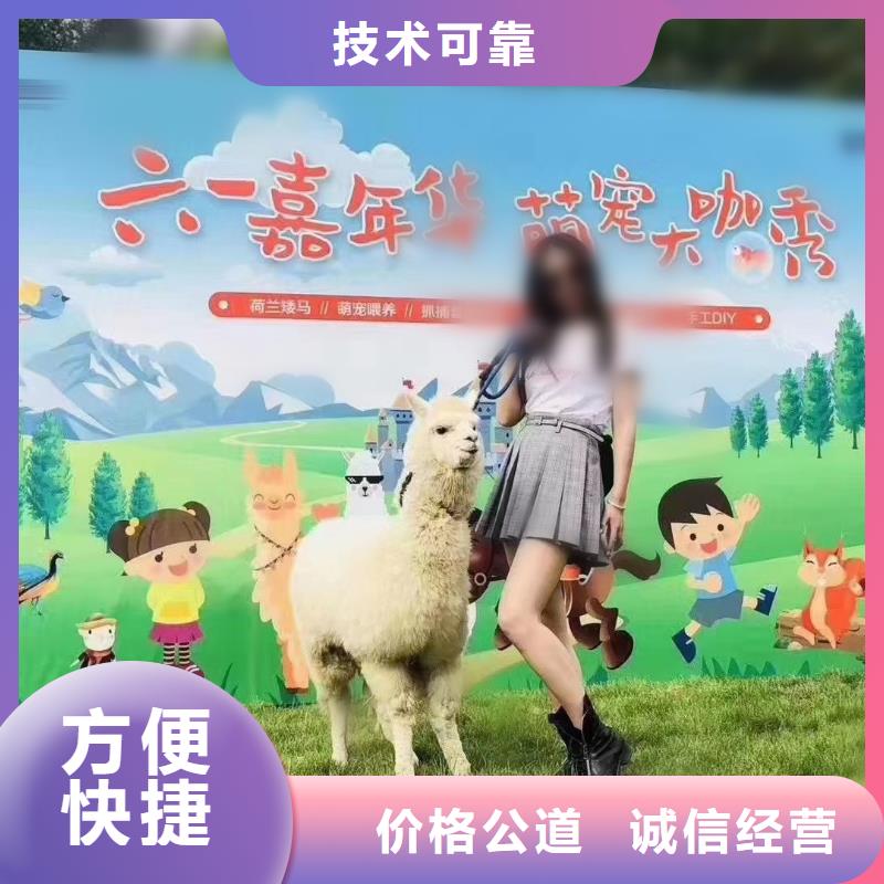 动物租赁好评度高