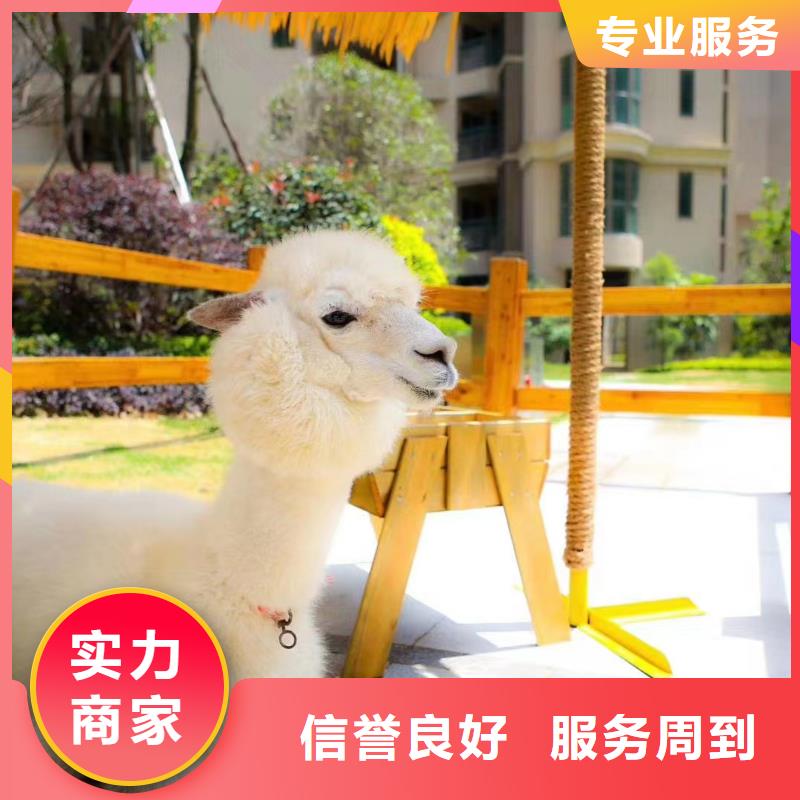哪里有出租马戏团表演的周边当地货源