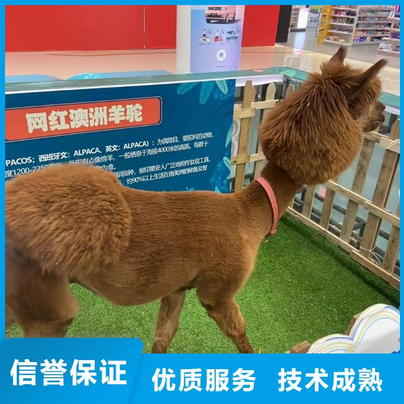 马戏团表演出租一手资源同城经销商