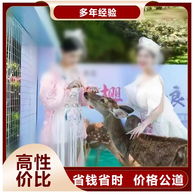 出租表演马戏团免费策划品质保证