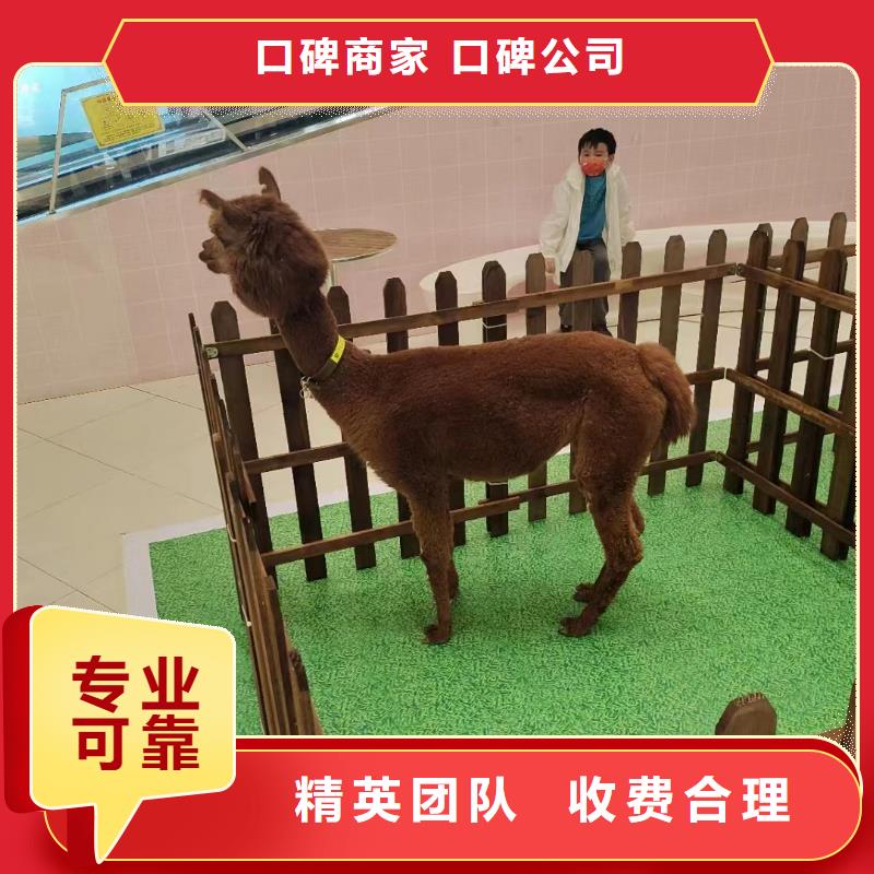 哪有出租萌宠展的活动方案同城品牌