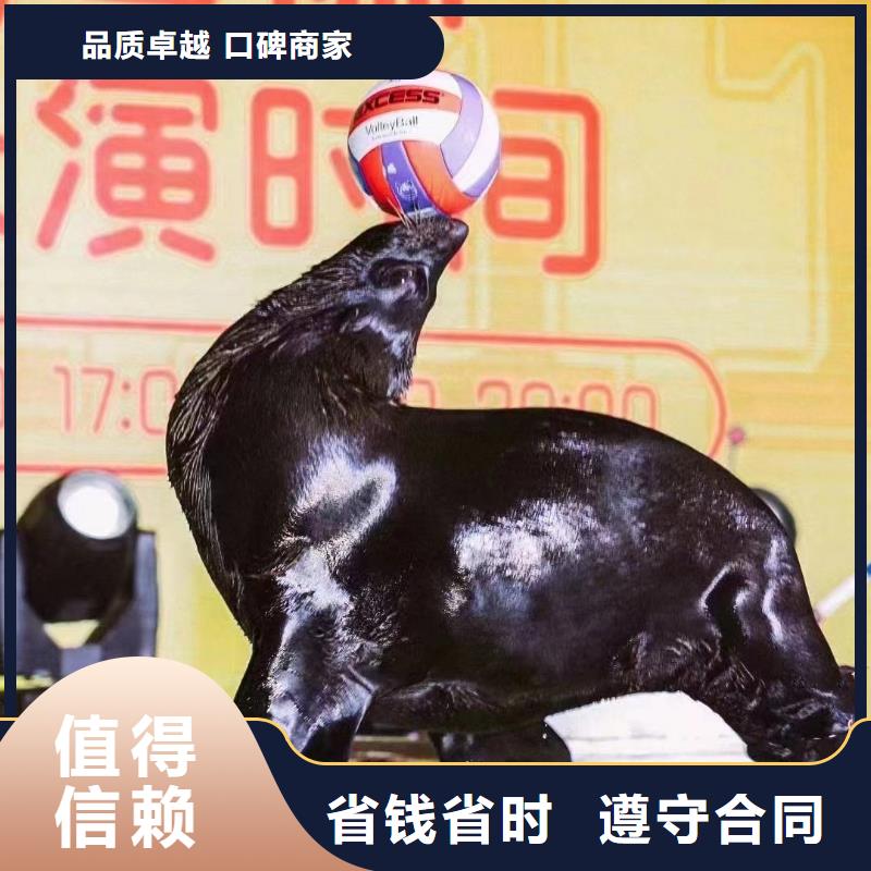 海狮表演租赁专业公司