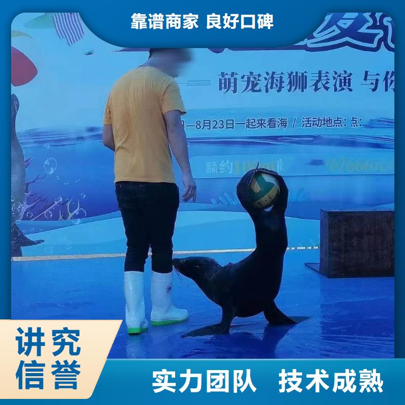 哪里有出租海狮的当地品牌