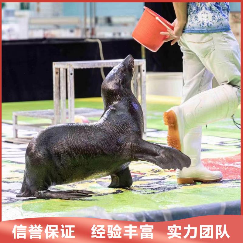 出租海狮表演价格高性价比