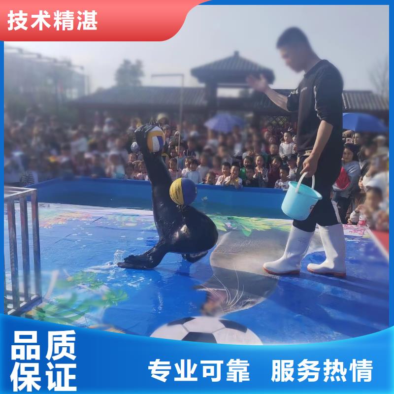 海狮租赁公司创意方案欢迎合作