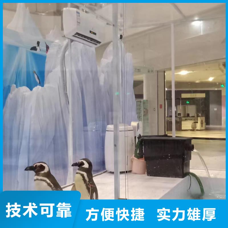 出租企鹅哪里有同城供应商