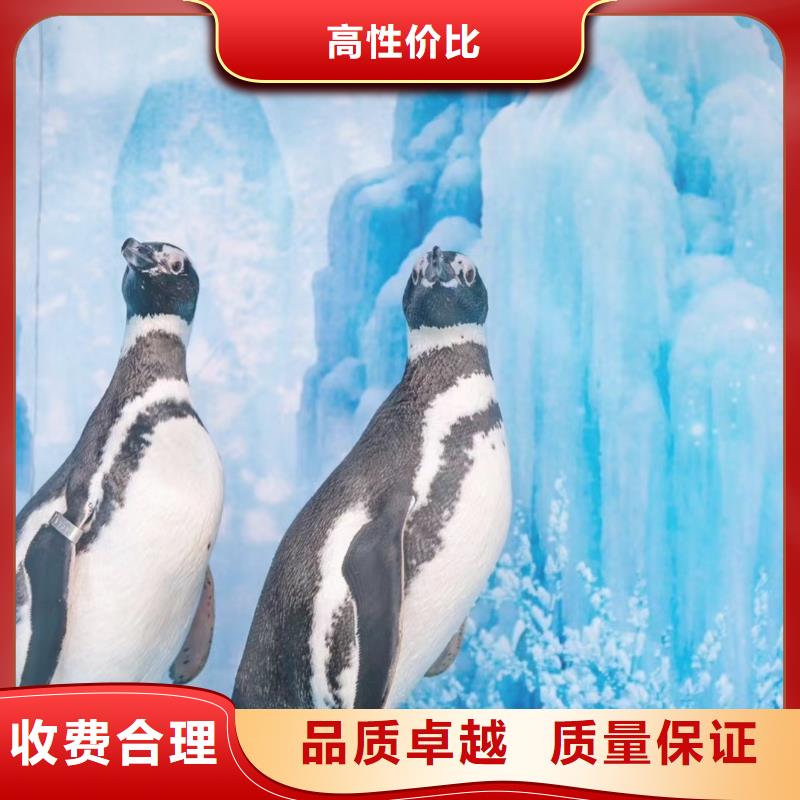 采购企鹅出租全国统一价专业服务