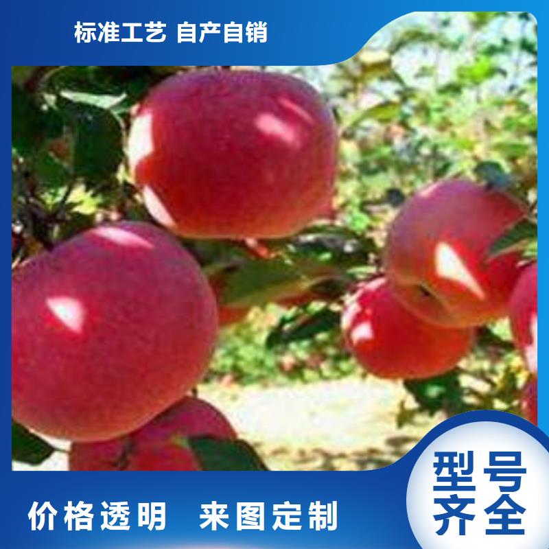 【红富士苹果嘎啦苹果规格齐全】现货交易