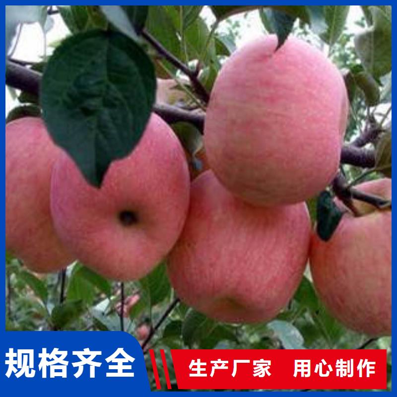 红富士苹果嘎啦苹果规格型号全本地供应商