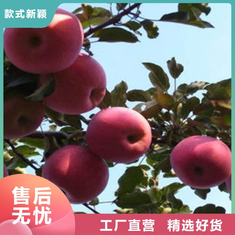 【红富士苹果苹果种植基地品质做服务】现货满足大量采购
