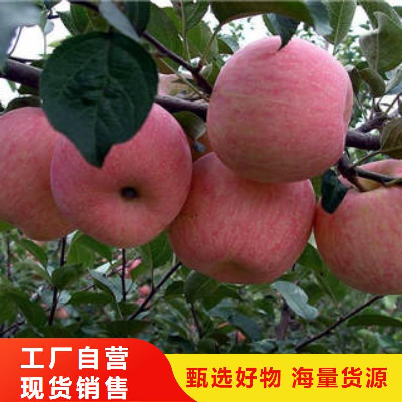 红富士苹果【苹果】产地批发本地经销商
