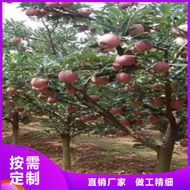 【红富士苹果嘎啦果产品实拍】厂家批发价