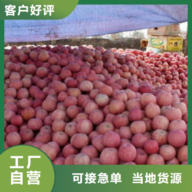 红富士苹果价格合理常年供应