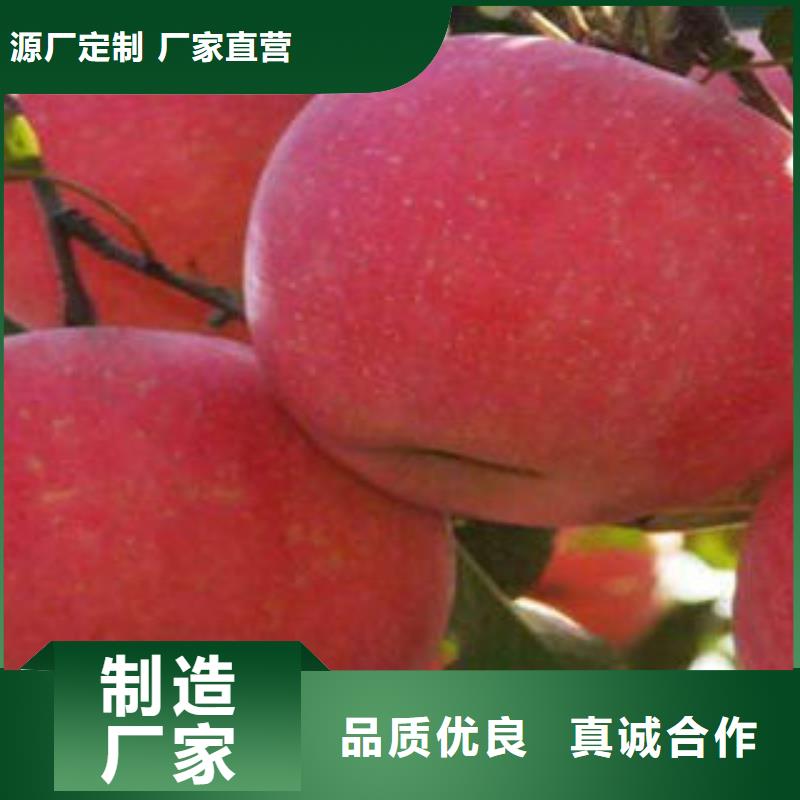 红富士苹果设计制造销售服务一体同城厂家