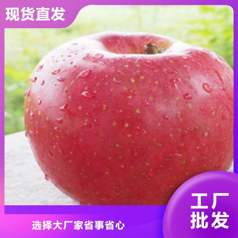 红富士苹果性能稳定品质服务