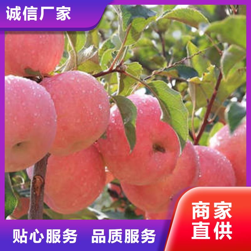 红富士苹果_红富士苹果批发一个起售本地制造商