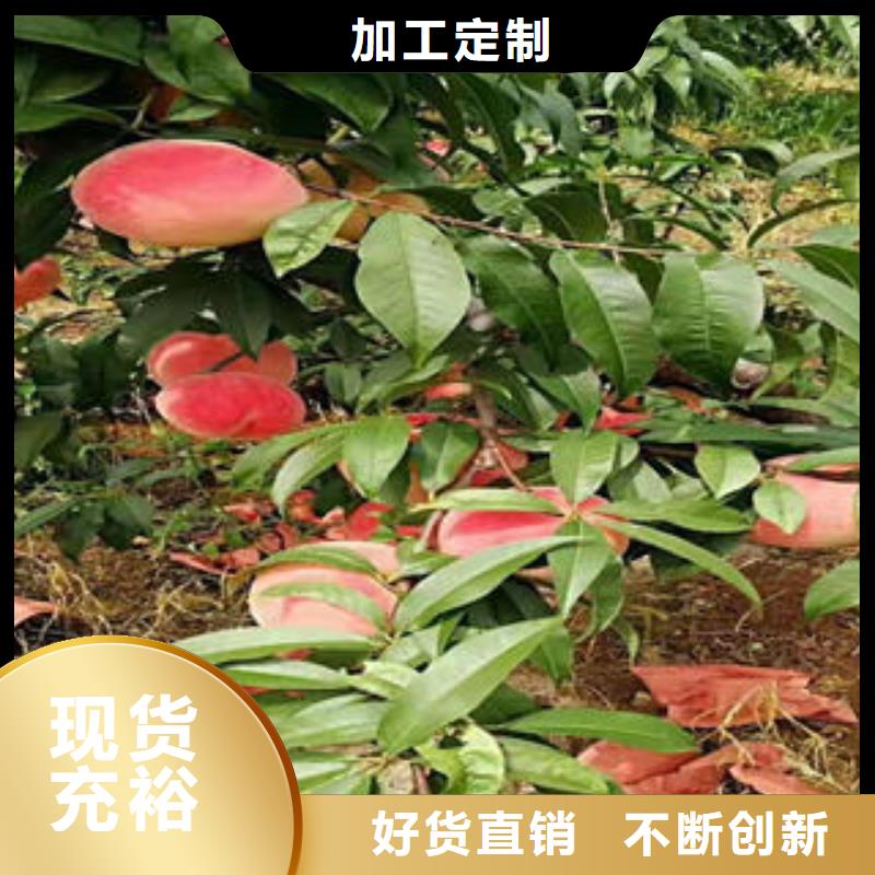 黄金蜜桃苗病虫防治供应商