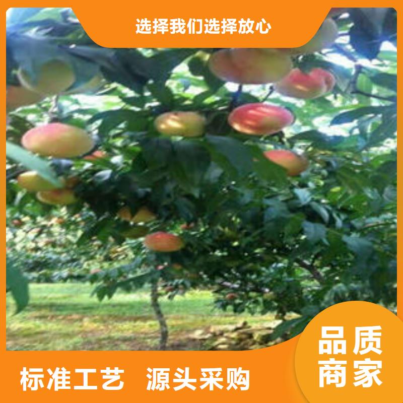 永莲蜜桃三号桃苗1公分同城服务商