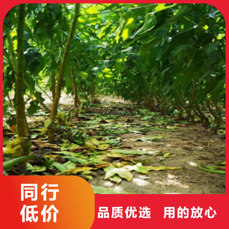 锦春黄桃树苗12公分厂家