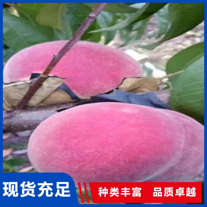 中熟桃树苗种植时间规格齐全实力厂家
