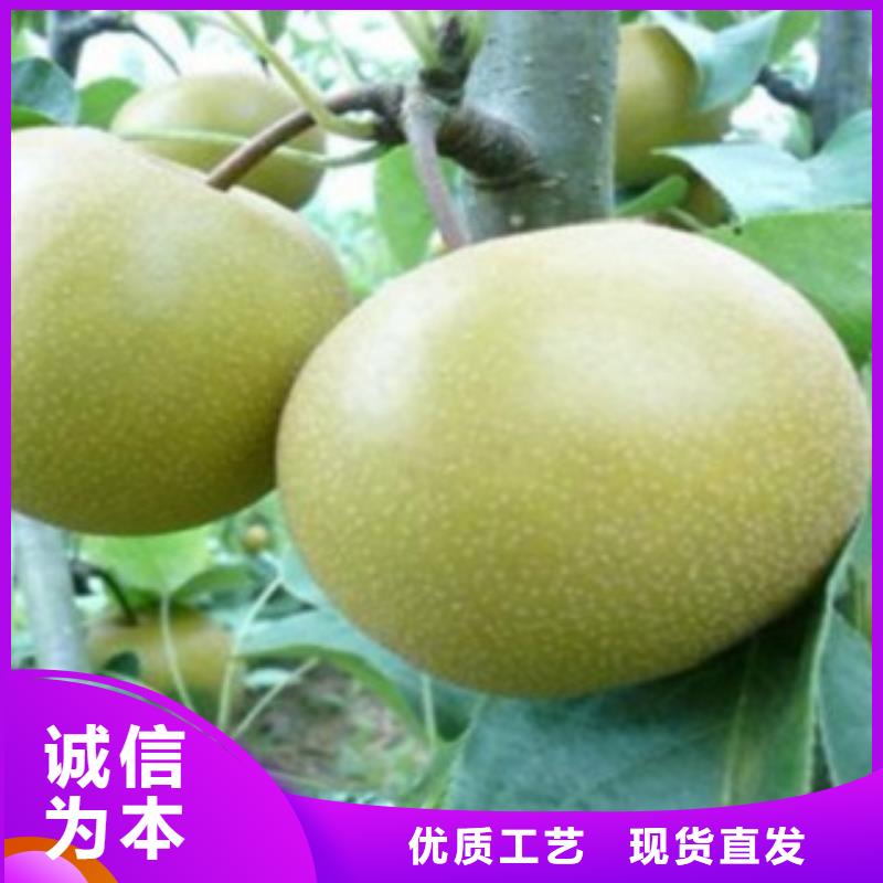 12公分出售生产厂家