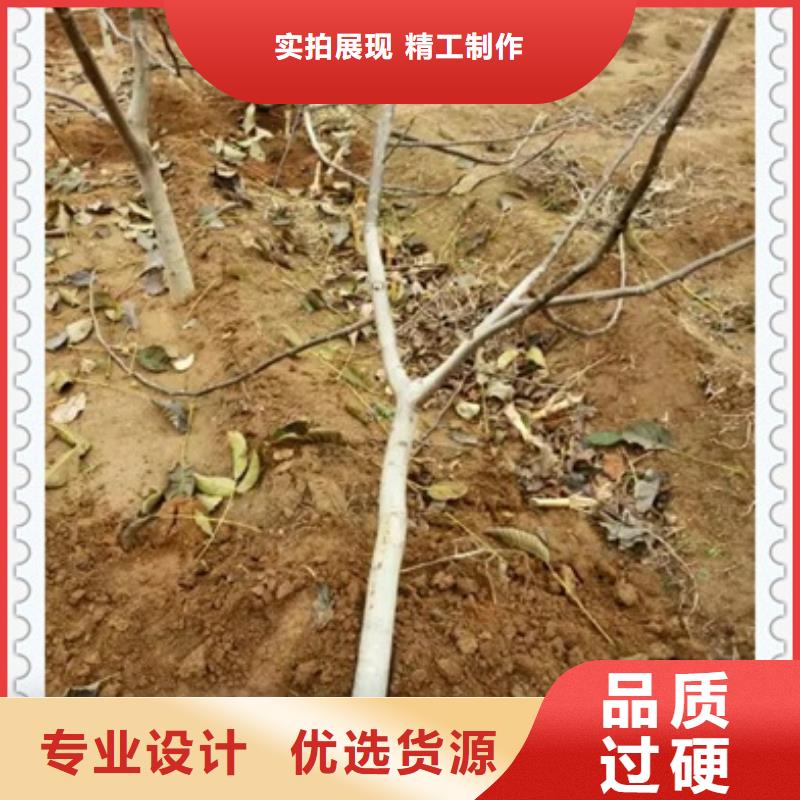 辽核一号核桃树苗价格同城货源