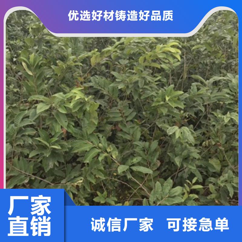 青熟栗子树苗报价货源直销