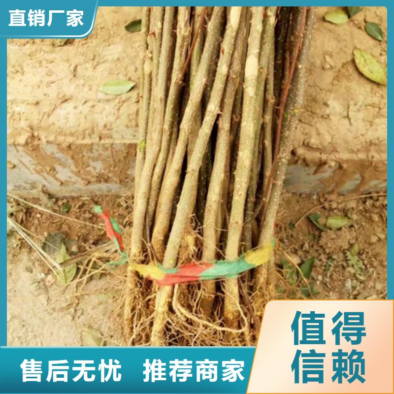 花椒树苗种植时间同城生产厂家