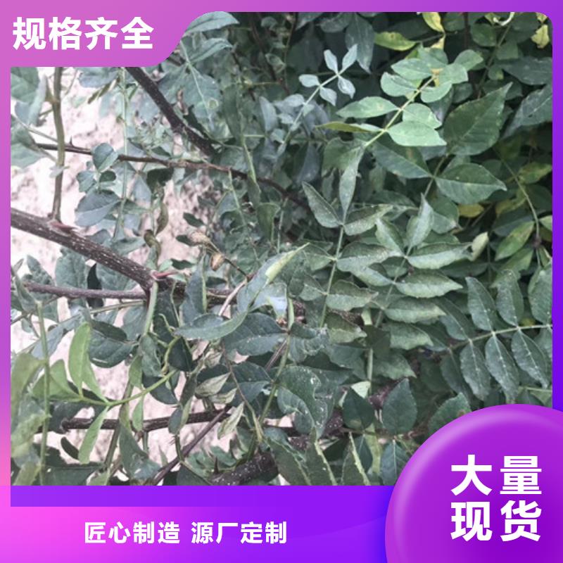 青花椒苗苗出售产品细节参数
