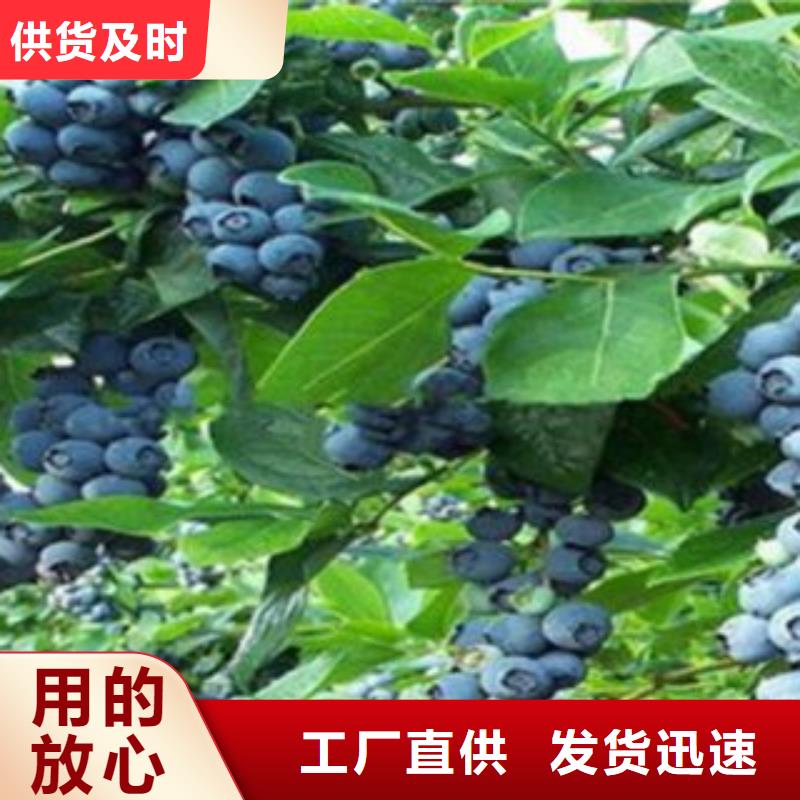 布里吉塔蓝莓苗怎么买品质之选