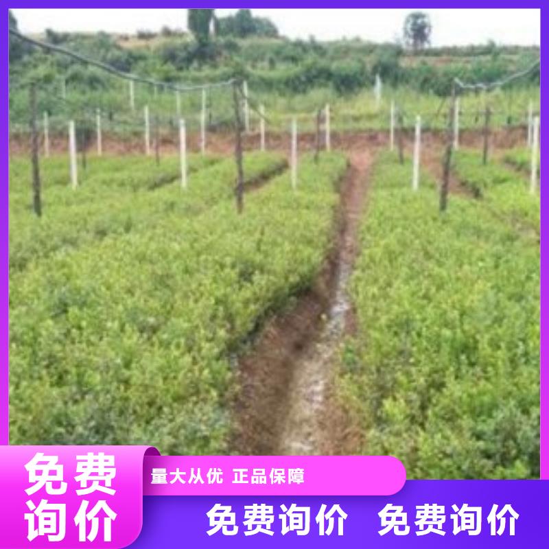 巨丰蓝莓树苗多少钱一棵本地公司