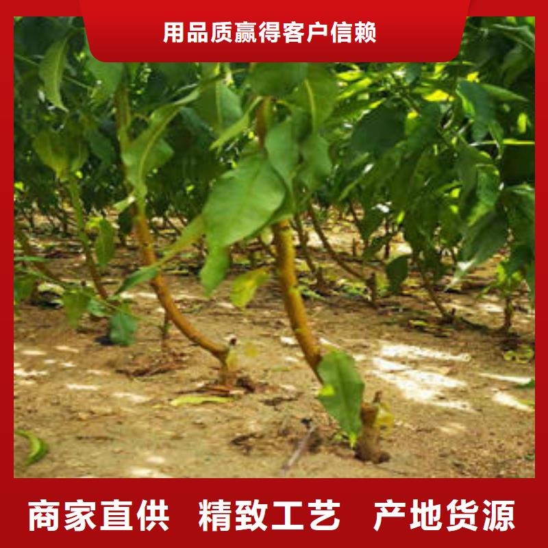 黑李树苗价格厂家直营