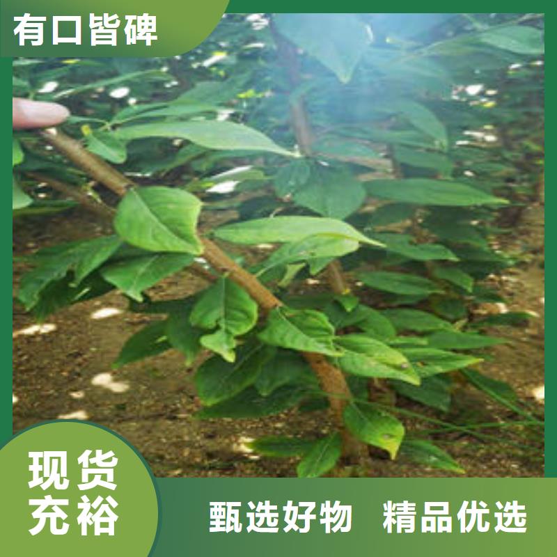 李子原生树苗种植时间工厂批发