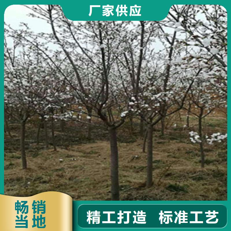 樱花泰山景松造型景松现货直发当地经销商