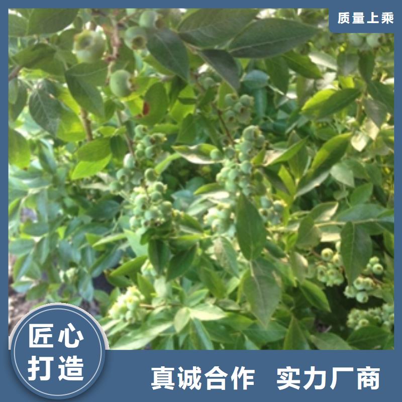 蓝莓苗_国槐老客户钟爱定制速度快工期短