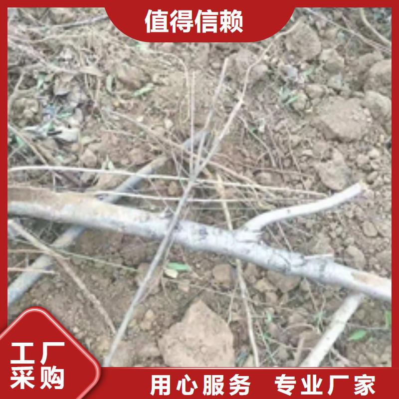 桃树核桃苗樱花苗长果桑树苗正规厂家同城生产商