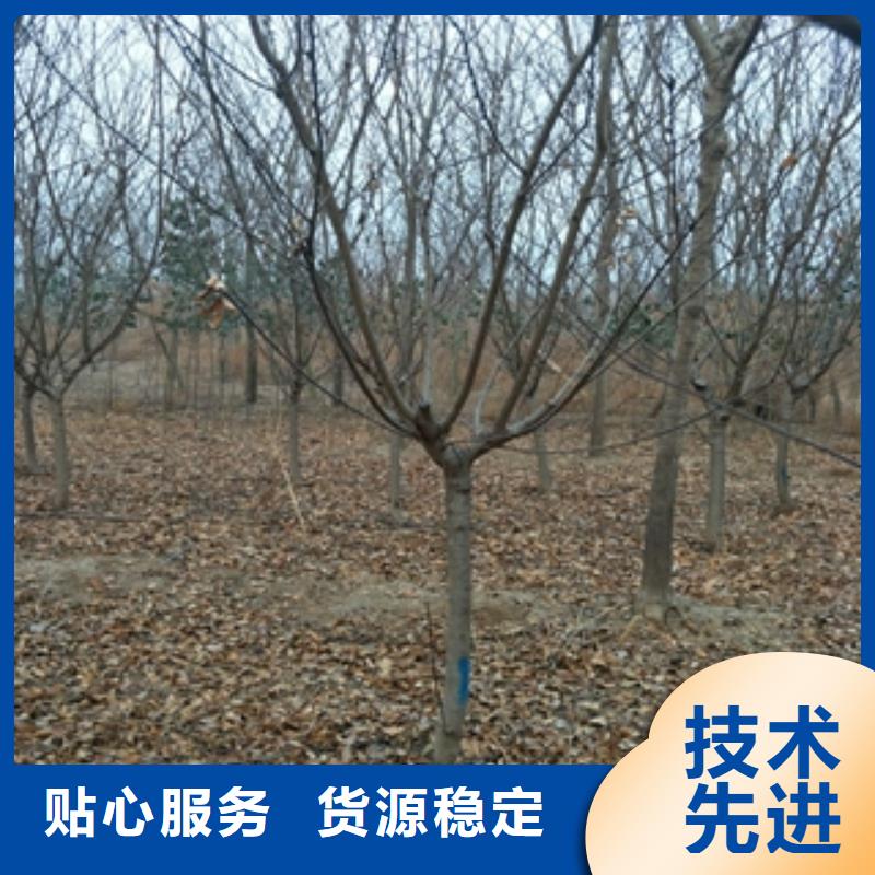 桃树【泰山景松造型景松】满足您多种采购需求同城公司