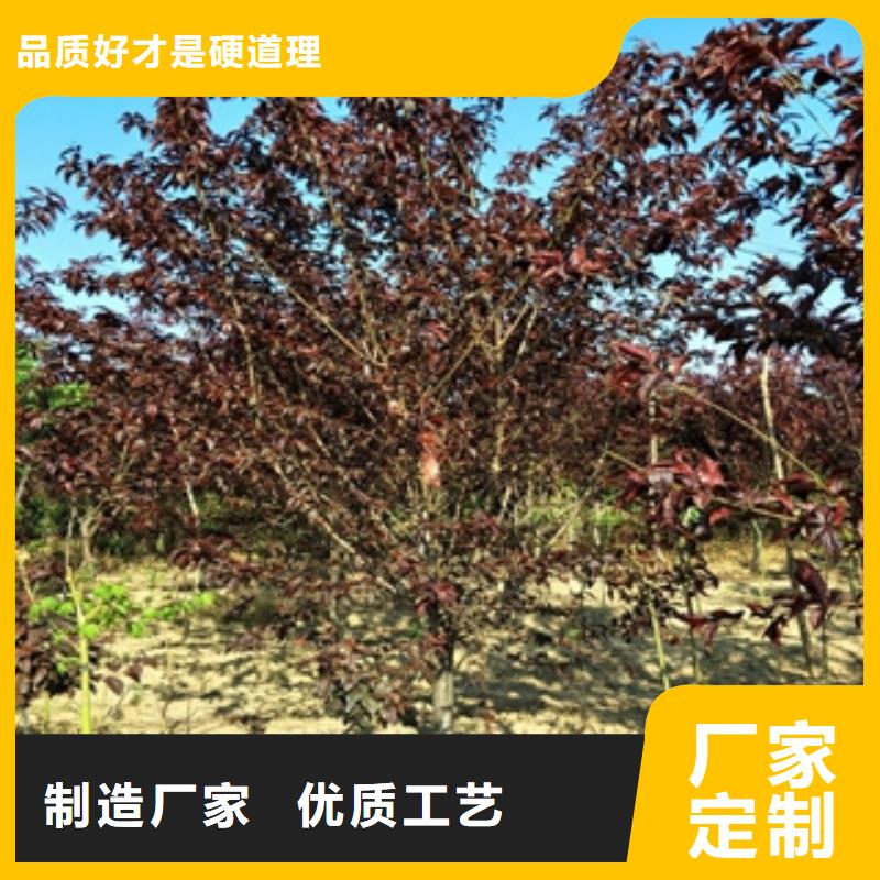 桃树_国槐款式新颖定制定做
