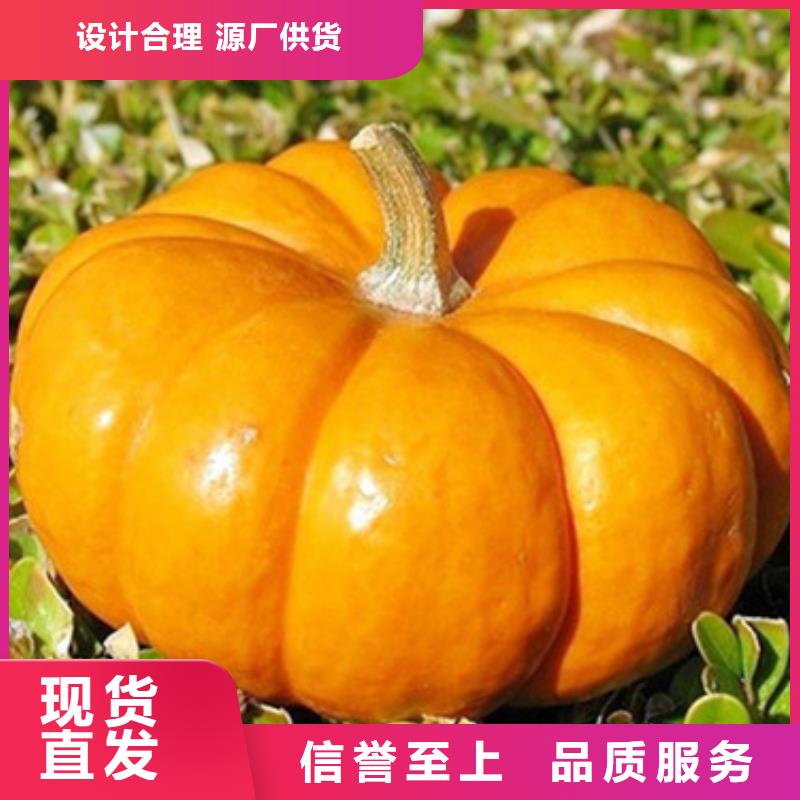 无籽金瓜块（熟丁）食品、餐饮合作商的共同选择自主研发