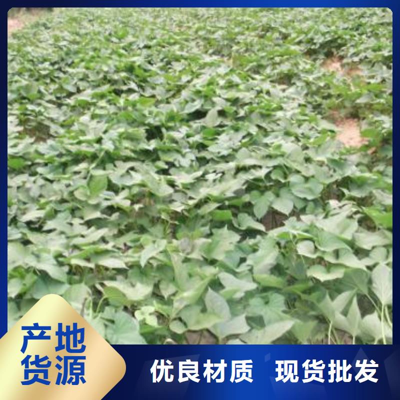 高产脱毒紫薯苗（绫紫)脱毒苗实力商家