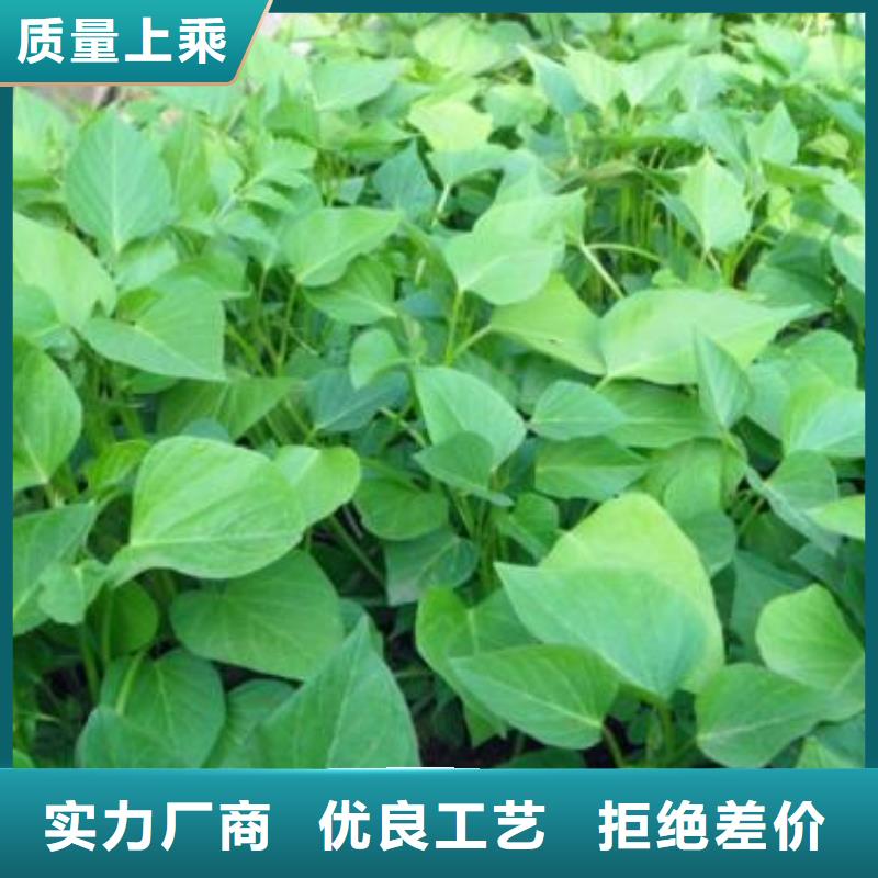 麦茬苗普薯32号（红薯苗）什么时候种自主研发