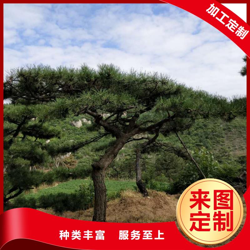 大型古松价格可详谈现货