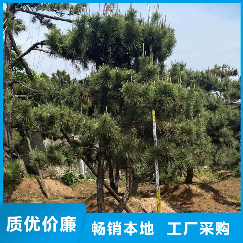 造型松树的简单介绍