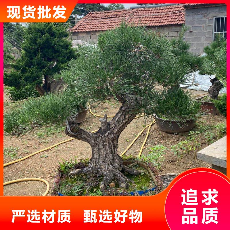 造型池松价格可详谈同城经销商