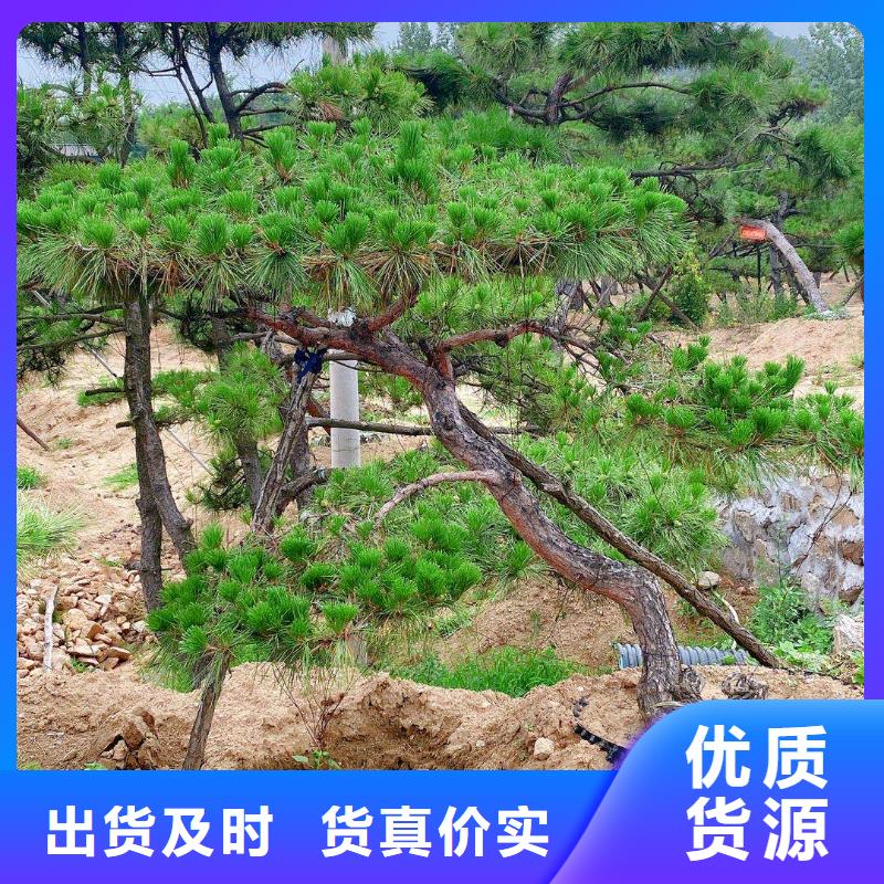 造型松,大型古松货源直供同城厂家