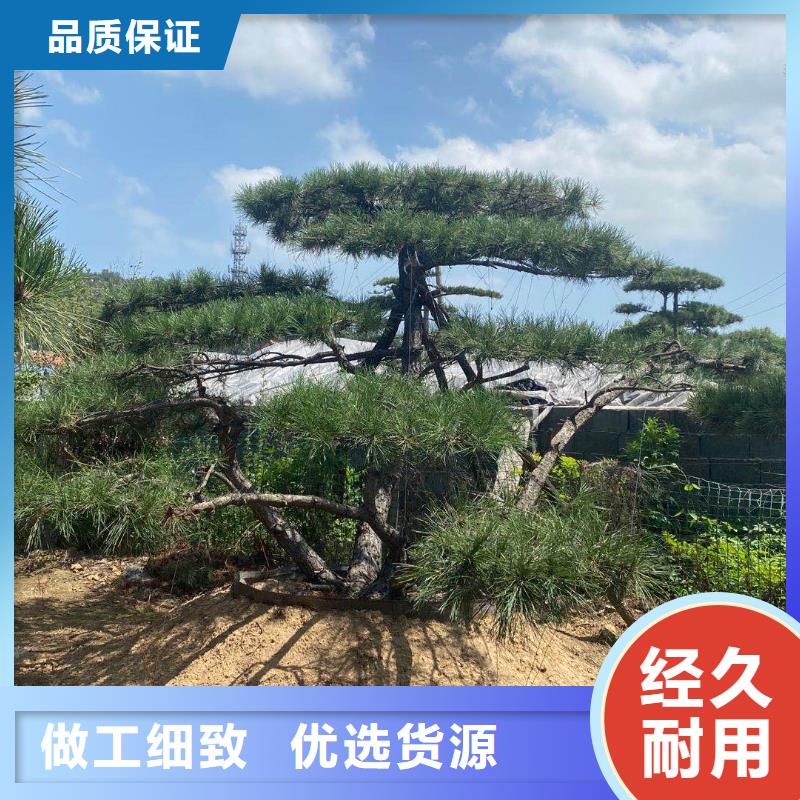 潢川造型松怎么选质量安心