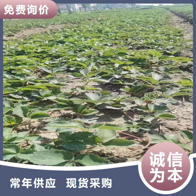 草莓苗【蟠桃苗】信誉至上价格实在