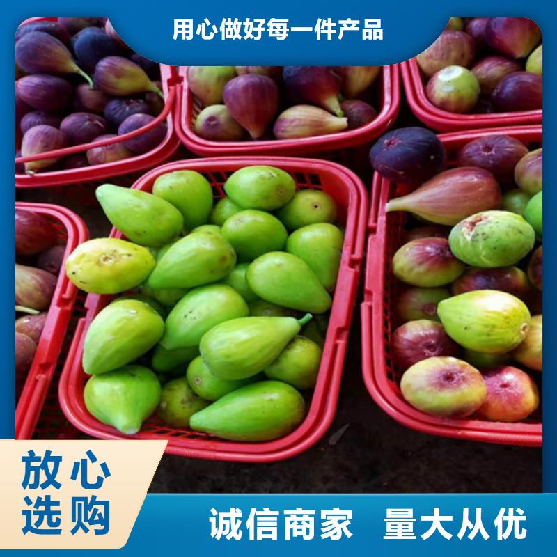 无花果-奥红一号现货实拍您想要的我们都有
